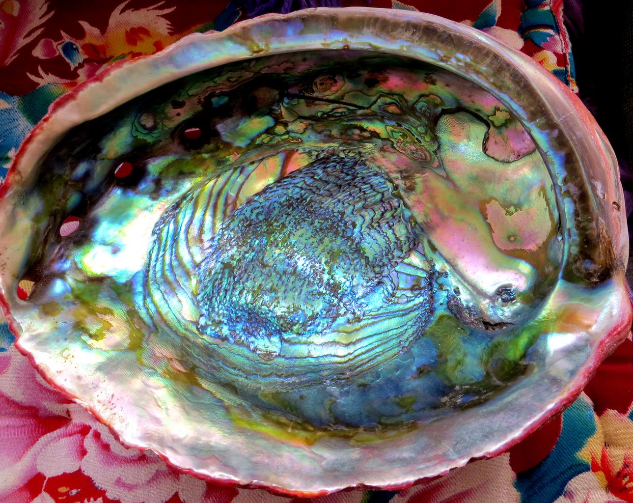 abalone